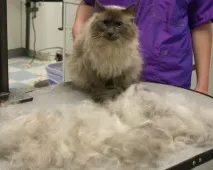 домашни любимци hair