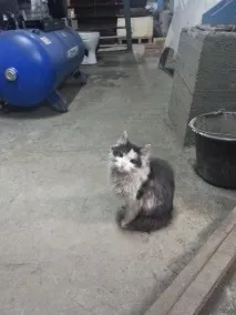 василий това