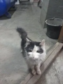 василий това