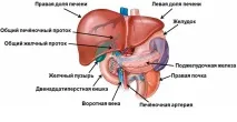 Гепатит A, B, C, E у людей похилого віку симптоми та лікування симптоми