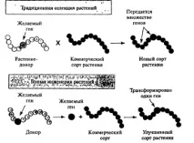 модифицирани