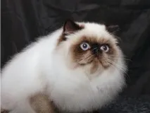 сиамски сиамски