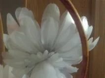 Голуби із пластикових р клас голуба