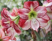 hippeastrum може бъде