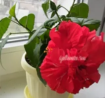 hibiscus