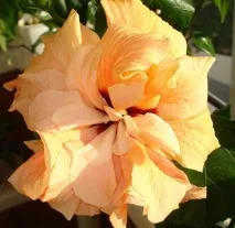 hibiscus