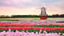 Імміграція до Нідерландів чи чому в Голландії жити добре чому