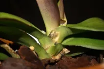 fusarium Fusarium oxysporum