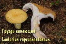 млечна гъба синя