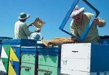 Гра в пасіки - Гроші - Коммерсант пасіки