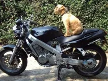 bros Honda Bros