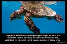 Історичні факти про черепахи фото, цікаві факти про черепахи в картинках, фото факти про черепахи