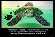 Історичні факти про черепахи фото, цікаві факти про черепахи в картинках, фото факти про факти