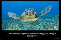 Історичні факти про черепахи фото, цікаві факти про черепахи в картинках, фото факти про черепахи