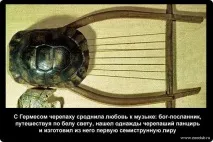 Історичні факти про черепахи фото, цікаві факти про черепахи в картинках, фото факти про фото