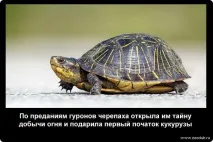 Історичні факти про черепахи фото, цікаві факти про черепахи в картинках, фото факти про черепахи