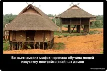 Історичні факти про черепахи фото, цікаві факти про черепахи в картинках, фото факти про факти