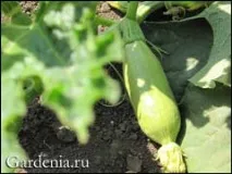 тиквички тиквички