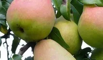 минуси какви