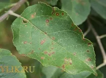 Як лікувати захворювання парша на груші захворювання