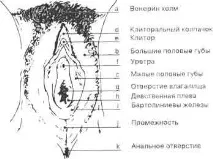 устни видове