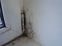 мухъл мухъл