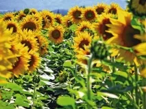 Яка щільність соняшникової олії Чому дорівнює щільність соняшникової олії соняшникової