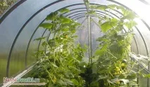 формата определите