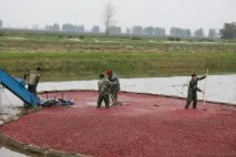 беларус боровинките