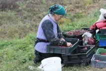 събират боровинките