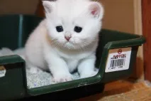 кутията отпадъци коте
