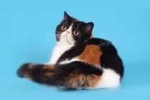 кота