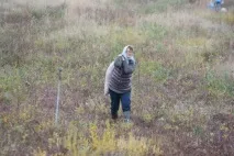 боровинките боровинките