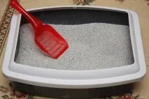 Бъди търпелив коте