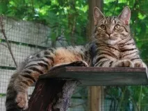 кота