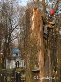 реже брястове