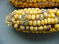 Цвіль і гниль на продуктах гниль