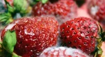 Цвіль і гниль на продуктах продуктах