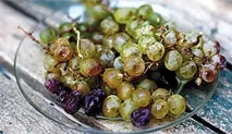 Цвіль і гниль на продуктах цвіль