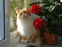 ближе котката