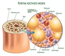 мозък костен мозък