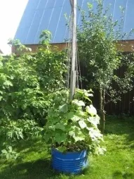 Як вирощувати, до чого підв’язувати огірки в теплиці на дачі вирощувати