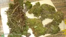Як я роблю стовбур я в цвіті, Країна Майстрів майстрів