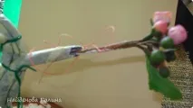 Як я роблю стовбур я в цвіті, Країна Майстрів країна