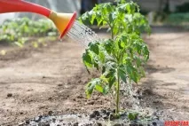 Як виростити найкращі помідори секрет