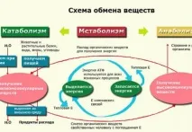 бърз метаболизъм