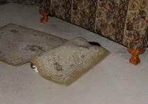 котка котка