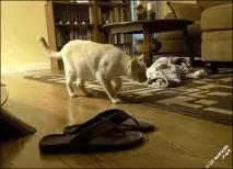 успокоим успокоим