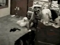 Защо котката котка