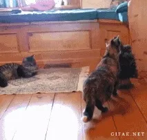 Защо котката котка